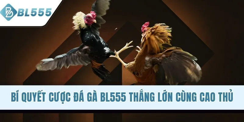Bí quyết cược đá gà BL555 thắng lớn cùng cao thủ