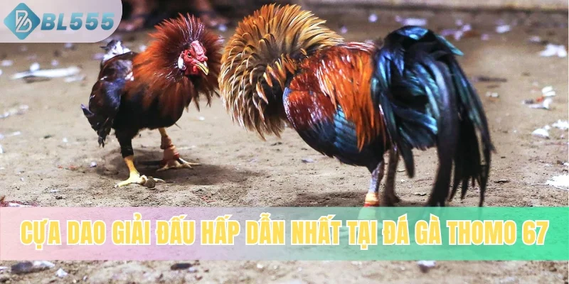 Cựa dao giải đấu hấp dẫn nhất tại đá gà Thomo 67