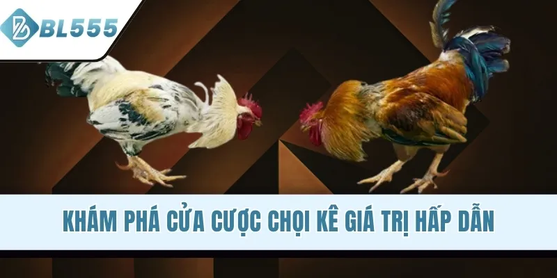 Khám phá cửa cược chọi kê giá trị hấp dẫn