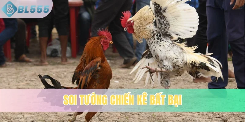 Soi tướng chiến kê bất bại