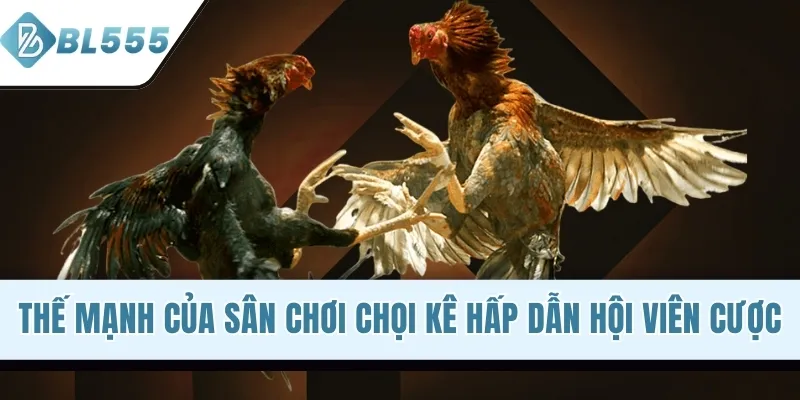 Thế mạnh của sân chơi chọi kê hấp dẫn hội viên cược