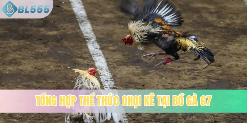 Tổng hợp thể thức chọi kê tại bồ gà 67